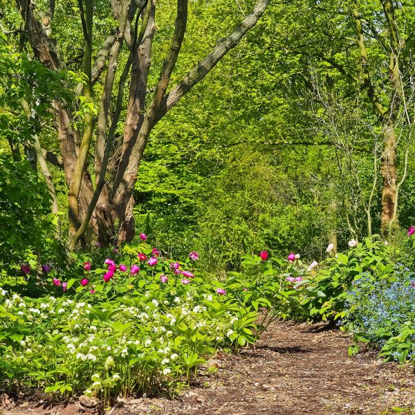 Agroforest landscape