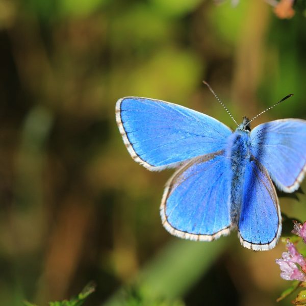 Butterfly Blue