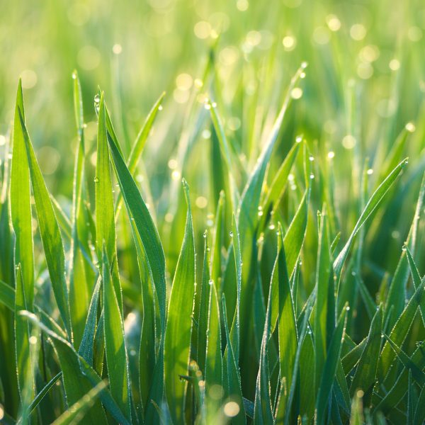 Grass