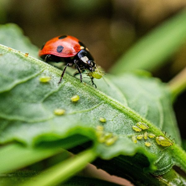 Increased Biodiversity