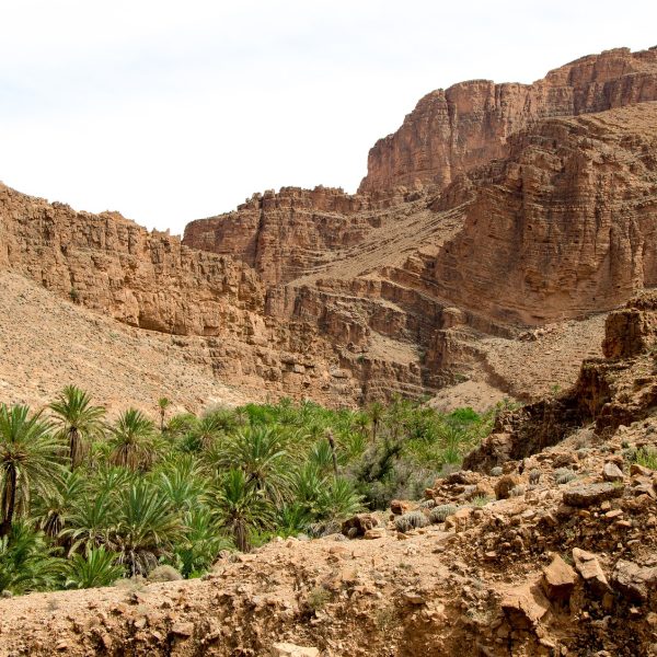 Oasis in Degraded Landscape
