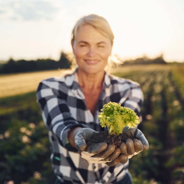 cauliflower-in-soil-in-the-hands-woman-is-on-the-2022-11-04-03-53-07-utc
