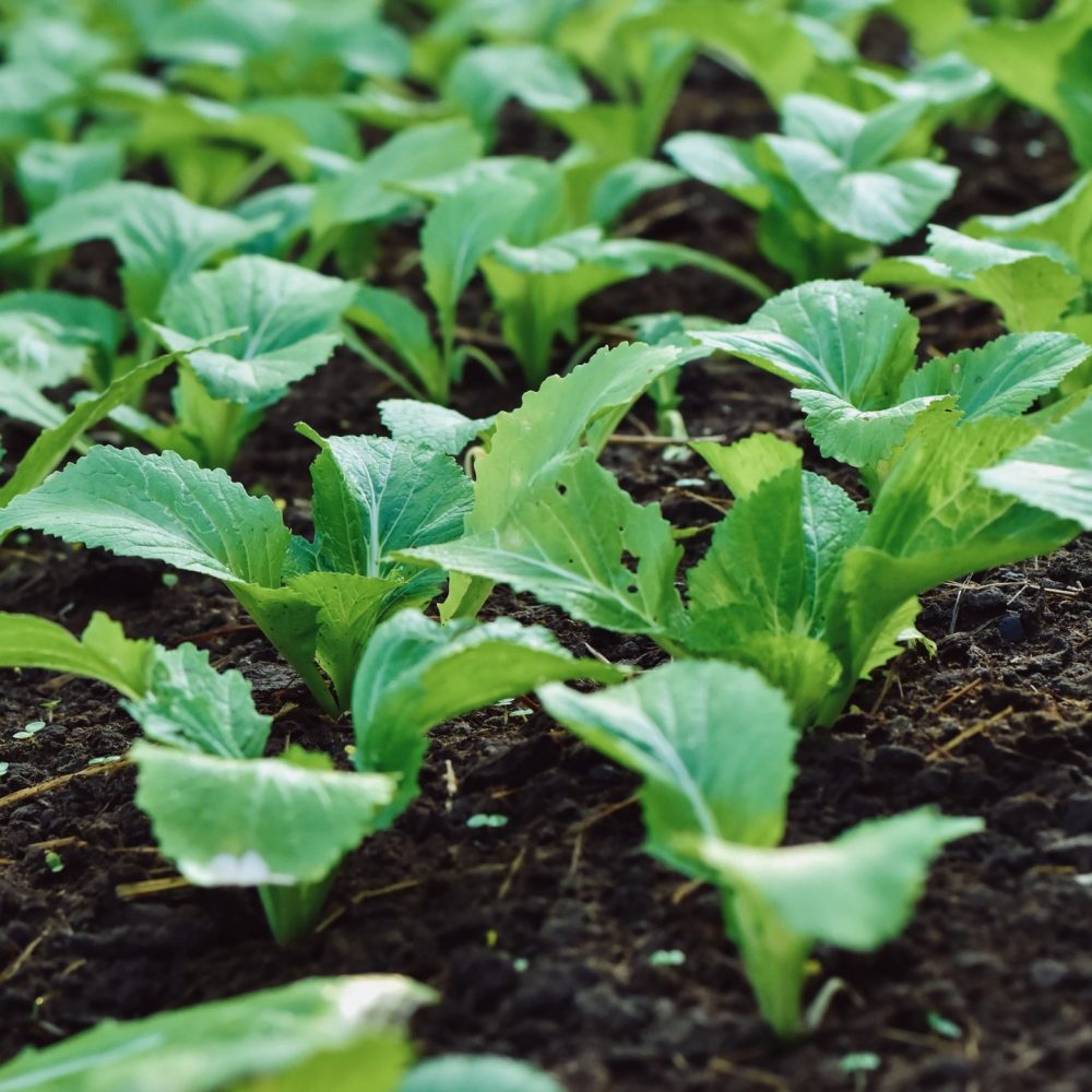 close-up-of-organic-green-vegetable-growing-on-the-2022-11-14-09-57-50-utc