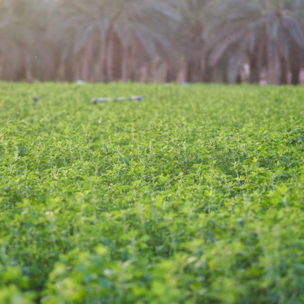 desert-alfalfa-farm-at-a-palm-tree-oasis-agricultu-2022-11-08-08-54-52-utc