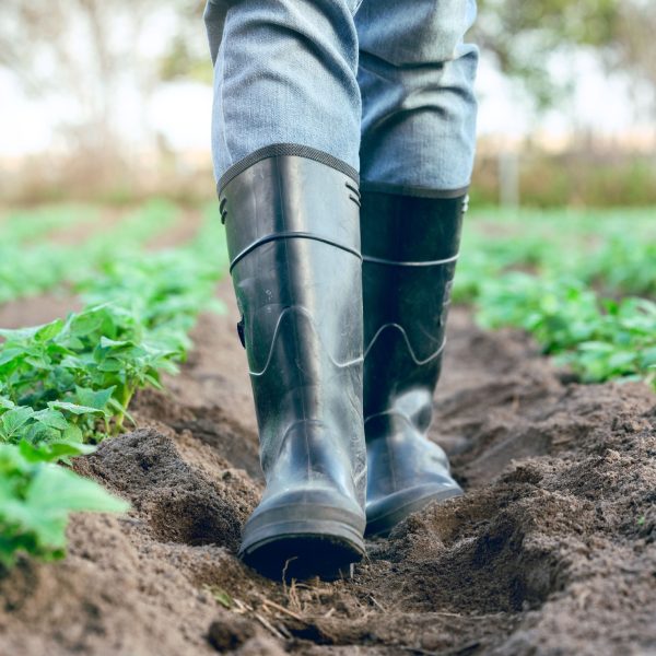 farm-boots-and-farmer-walking-in-soil-while-farmi-2022-12-23-00-57-46-utc