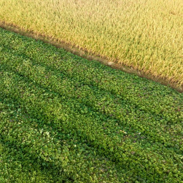 growing-organic-sweet-potatoes-organic-farming-2023-02-10-15-24-32-utc