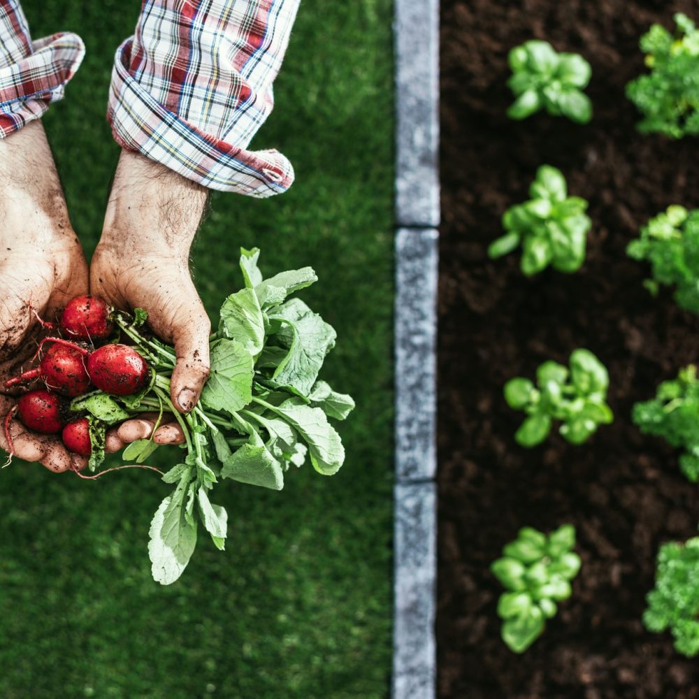 organic-farming-and-gardening-2021-08-26-18-26-19-utc