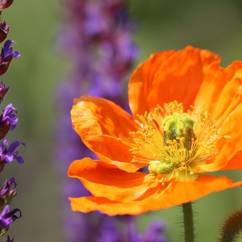 poppy-g253e7bf5e_1920
