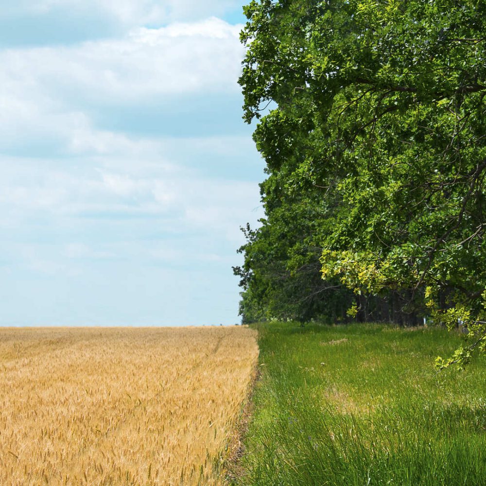regenerative-agriculture-holistic-management-far-2021-08-30-09-50-56-utc