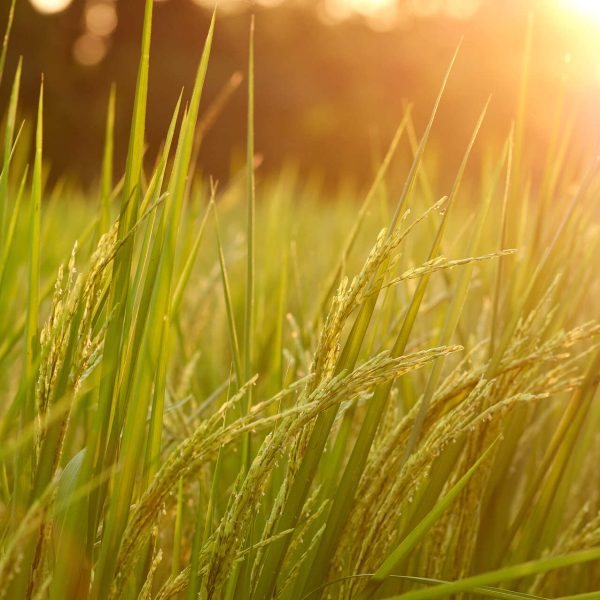 the-rice-paddy-of-organic-farm-2022-12-07-04-50-12-utc